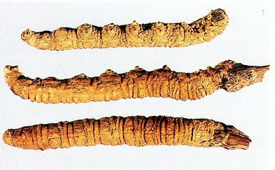 کوردیسِپس / قارچ کرم صدپا